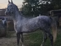 Aygʻir, Lipizzaner — 6-rasm