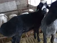 雄羊, Blackheaded Persian sheep — 写真 2