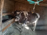 Buqa, Russian Black pied cattle — 8-rasm