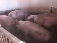 Schweine (Partie, Geschlecht nicht angegeben), Schweine — Foto 2