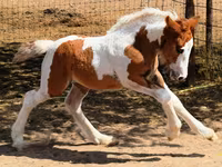 Mare, Gypsy horse — photo 4