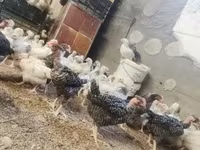 Chickens — 照片 3