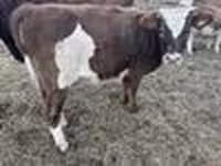 Cattle (batch, sex not specified), Simmental cattle — photo 6