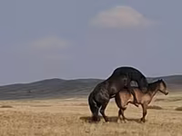 Pastuv, New Altai Horse — fotografija 4