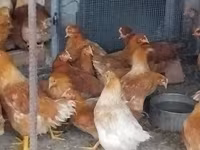 Chickens — foto 4