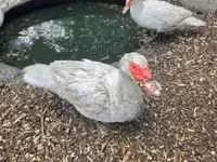 Ducks — Foto 2