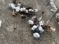 Chickens — फ़ोटो 1