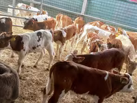 Bik, Simmental cattle — fotografija 4