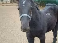 Koń, Hungarian horse breed — zdjęcie 3