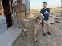 Qoç, Edilbay sheep — foto 3