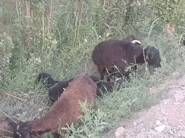 Вівці (партія, стать не вказано), Вівці