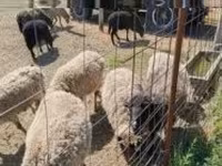 Carneiro, Merino sheep — foto 1
