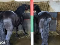 公马, Nonius horse — 照片 1