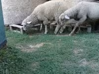 雄羊, White Suffolk sheep — 写真 7