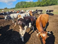 Buqa, Simmental cattle — 2-rasm