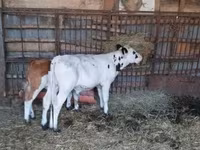 公牛, Holstein breed — 照片 2