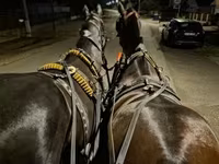Stute, Nonius horse — Foto 1