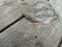 Quails — fotografija 6
