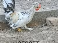 Chickens — zdjęcie 2