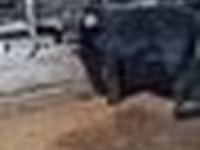 Bik, Swedish red cattle — fotografija 8