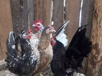 Japanese Bantam — photo 4