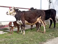 Krowa, Simmental cattle — zdjęcie 2