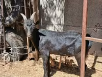 Ziegenbock, Alpine goat — Foto 4