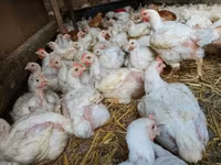 Chickens — fotografija 5
