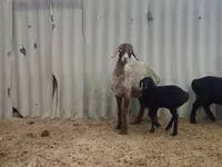 Ovca, Arashan sheep — fotografija 5