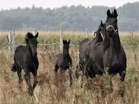 Cavalo, Dutch warmblood horse — foto 6