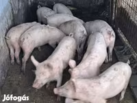 公猪, Pigs — 照片 1