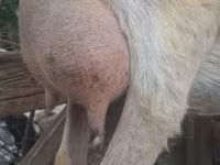Теке, Alpine goat — 7-сурет