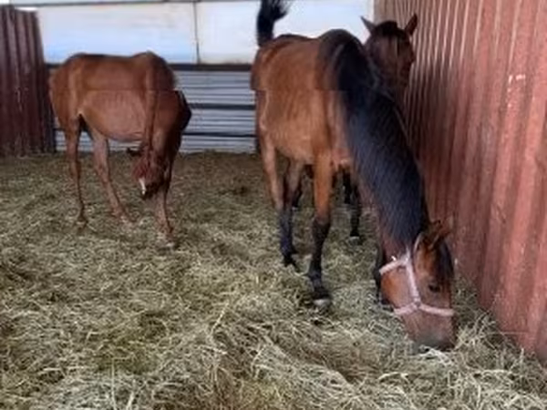 Кобила, Hungarian horse breed — Угорщина