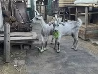 Теке, Nubian Goat — 1-сурет
