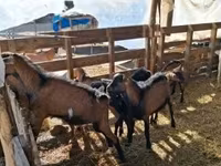 Billy Goat, Goats — photo 4