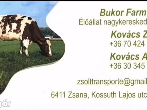 公牛, Holstein breed