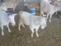 Boucs, Saanen goat — photo 4