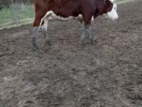 Cow, Simmental cattle — photo 1