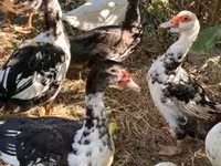 Ducks — Foto 2