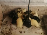 Ducks — fotografija 1