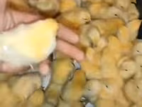 Chickens — fotografija 1