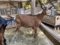 雄ヤギ, Alpine goat — 写真 7