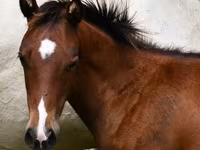 Pastuv, Quarter Horse — fotografija 2