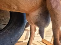 Cabra, Alpine goat — foto 2