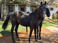 Cavalo, Nonius horse — foto 5