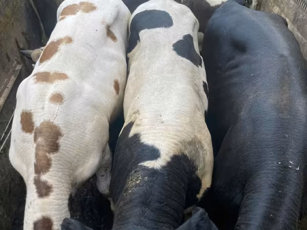 Бик, Russian Black pied cattle