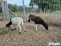 Ovca, Dorper sheep — fotografija 2