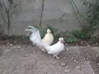Японська бентамка — фото 1
