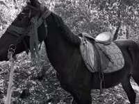 Kobila, Friesian — fotografija 4