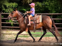Kobila, Quarter Horse — fotografija 3